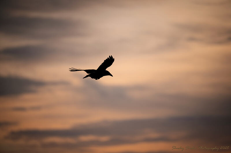 crow_1